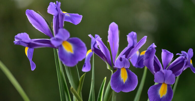 Why Maryland Gardeners Divide Bearded Iris This Time Of Year, And What Happens If The Timing Is Off