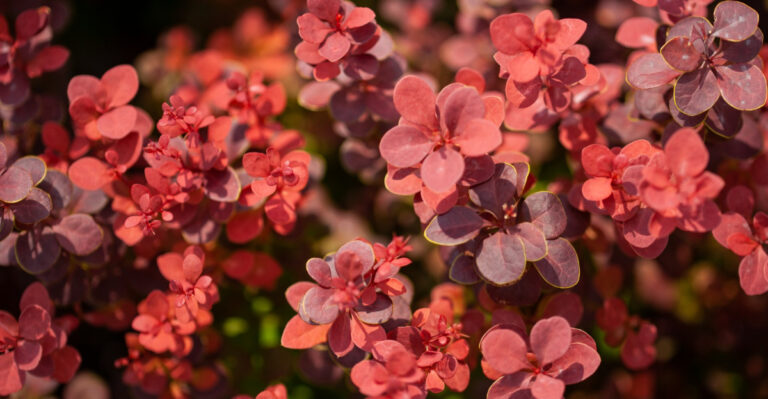 Why Massachusetts Homeowners Should Stop Planting Japanese Barberry This Summer