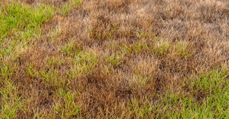 Why Massachusetts Lawns Turn Brown In June, And How To Fix It