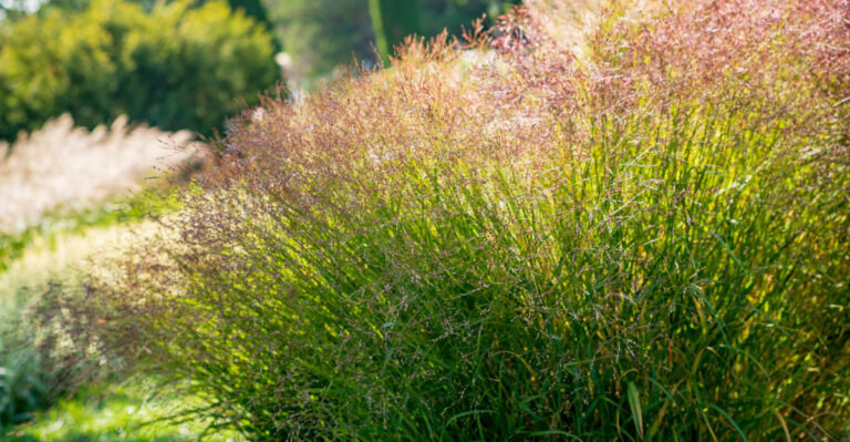 native grass