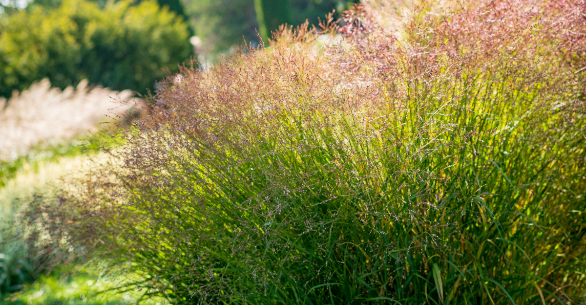 native grass