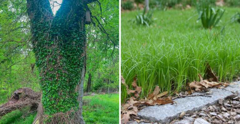 Why Michigan Gardeners Are Pulling Out Their English Ivy And What They’re Covering The Ground With Instead