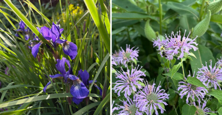 Why Michigan Gardeners Are Removing Their Siberian Iris And What They’re Growing Instead