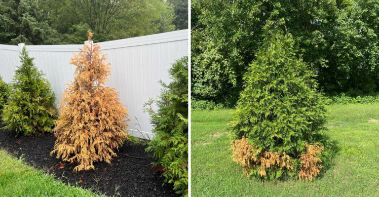 Why Michigan Gardeners Are Replacing Emerald Green Arborvitae With Smarter Privacy Plants