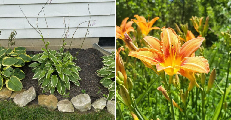 Why Michigan Gardeners Are Ripping Out Their Hostas In Full Sun And What They’re Growing Instead