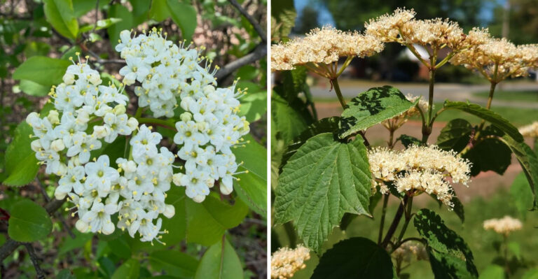 Why Michigan Gardeners Are Taking Out Their Japanese Barberry And What They’re Planting Instead