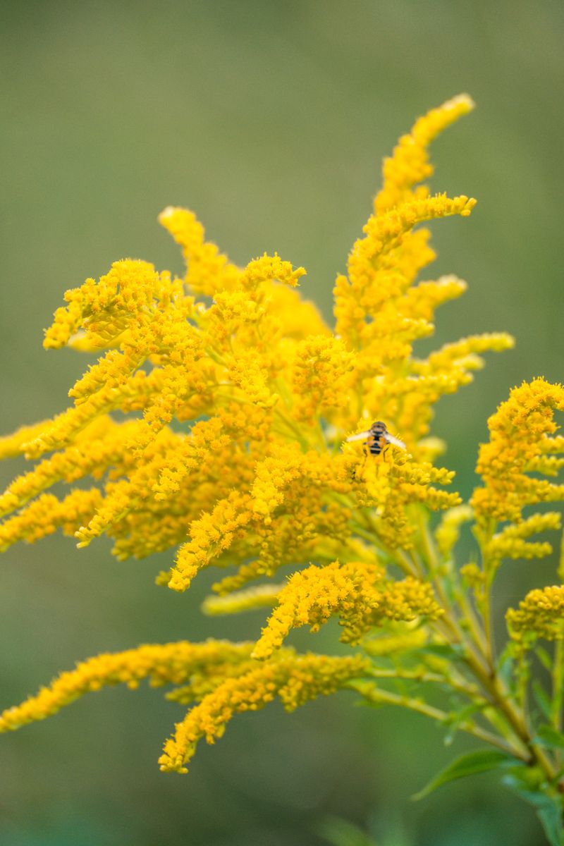 Why Michigan Gardeners Should Keep Some
