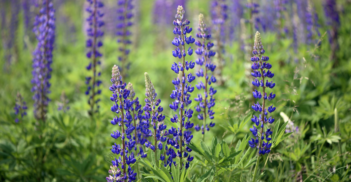 wild lupine