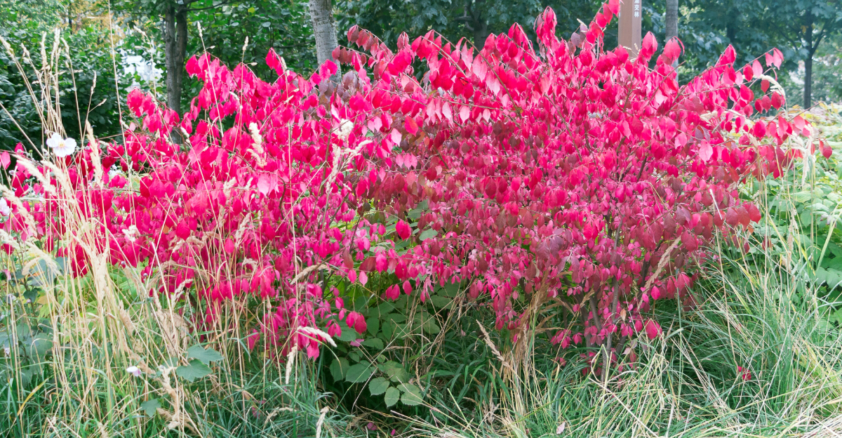 burning bush