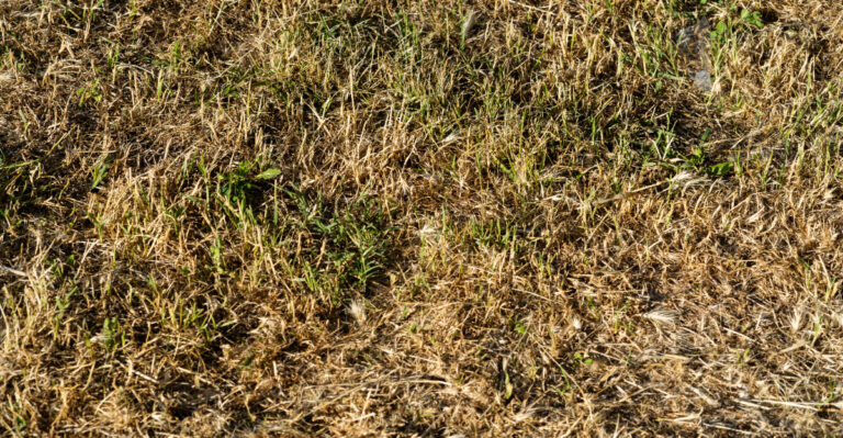 strawy lawn