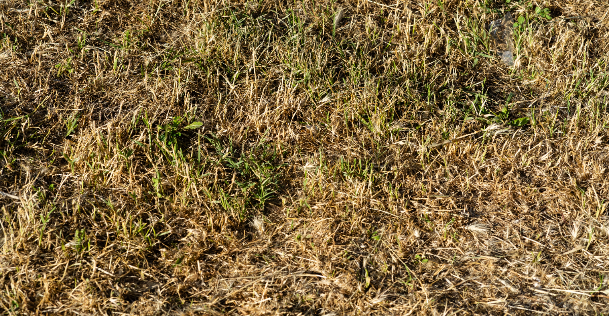 strawy lawn