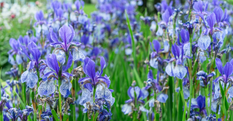 Why Minnesota Gardeners Are Dividing Their Bearded Iris Right Now, And What Happens If You Miss The Window