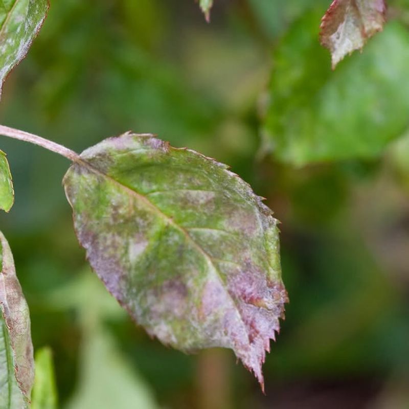 Why Minnesota Roses Are Especially Vulnerable