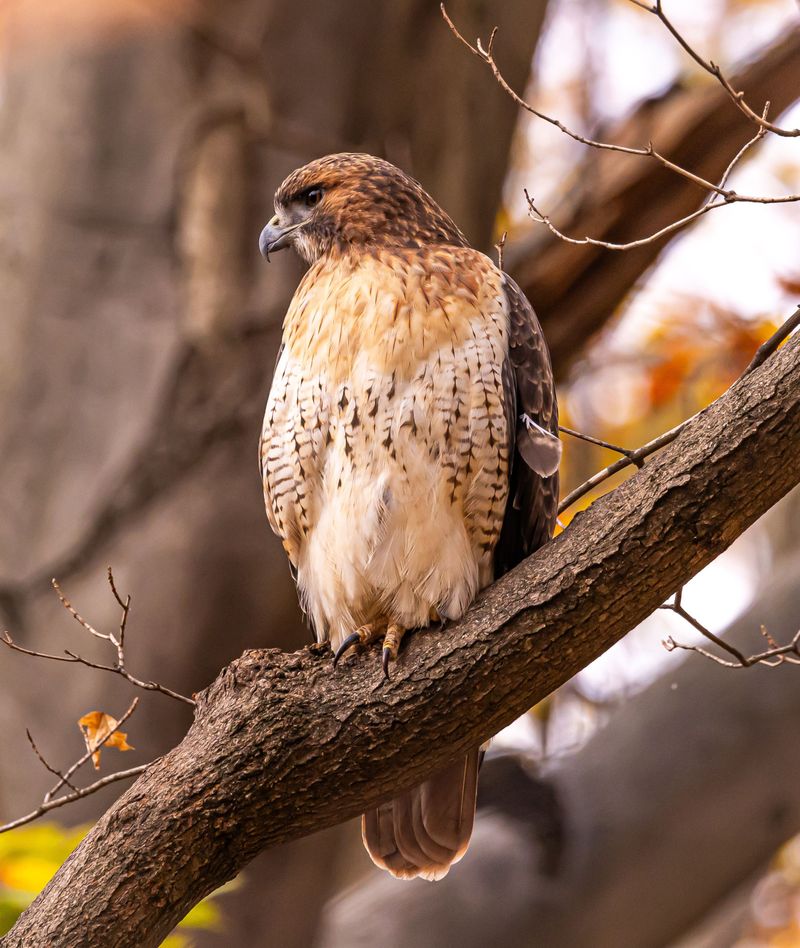 Why Minnesota Yards Are Seeing More Hawks These Days Why Minnesota Yards Are Seeing More Hawks These Days