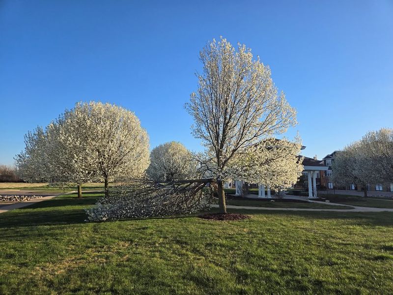 Why Missouri Experts Want You To Recognize This Tree Before It Spreads