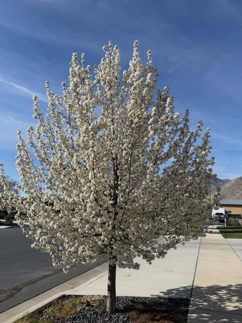 Why Missouri Experts Want You To Recognize This Tree Before It Spreads