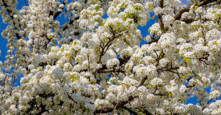 Why Missouri Experts Want You To Recognize This Tree Before It Spreads