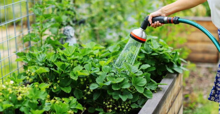 Why Missouri Gardeners Are Watering Less, And Growing More This Summer
