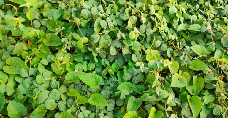 Why Missouri Winter Gardens Thrive With Cover Crops Instead Of Empty Beds