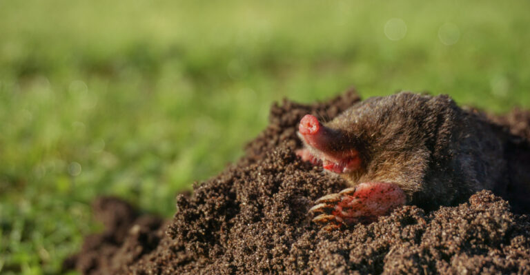Why Moles Keep Coming Back To Oklahoma Yards, And What To Do About It