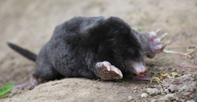 Why Moles Take Over New York Yards Every Spring, And How To Stop Them