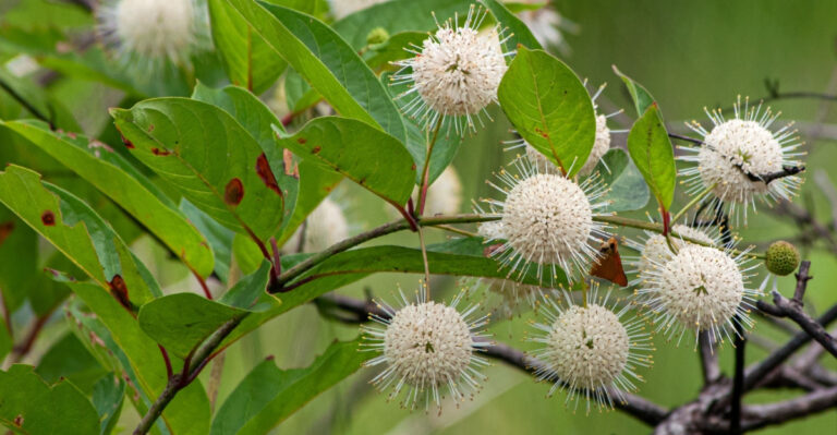Why More Georgia Gardeners Should Be Growing Buttonbush And What It Needs In Summer
