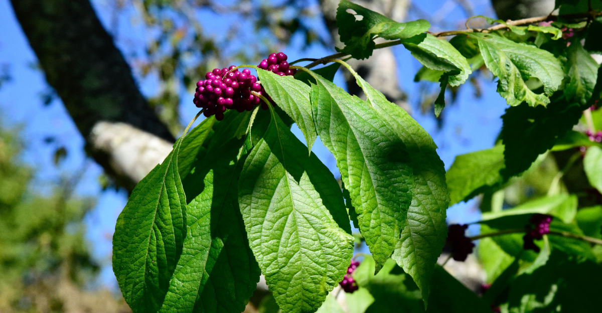 American beautyberry (featured image)