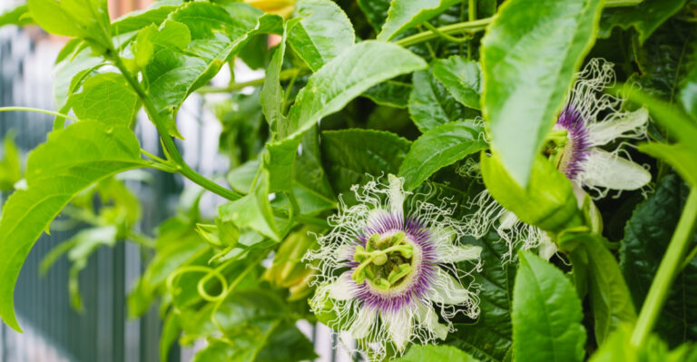 Why More Indiana Gardeners Are Reaching For Passionflower This Season