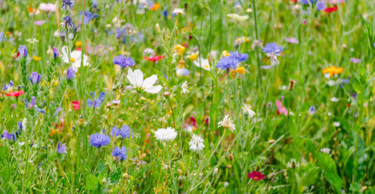 Why More Iowa Homeowners Are Letting Part Of Their Yard Grow Wild