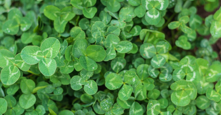 Why More Minnesota Gardeners Are Choosing Cover Crops Over Empty Beds This Season