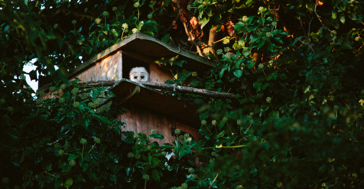 owl in owl house