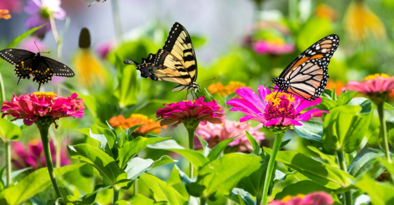 Why More Wisconsin Homeowners Are Trading Perfect Lawns For Wild Ones