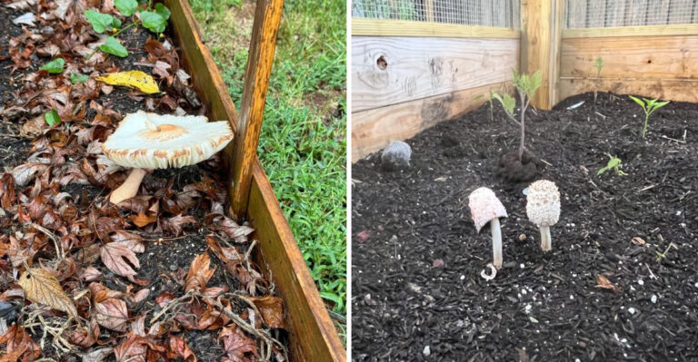 Why Mushrooms In Oregon Garden Beds May Be A Better Sign Than You Think