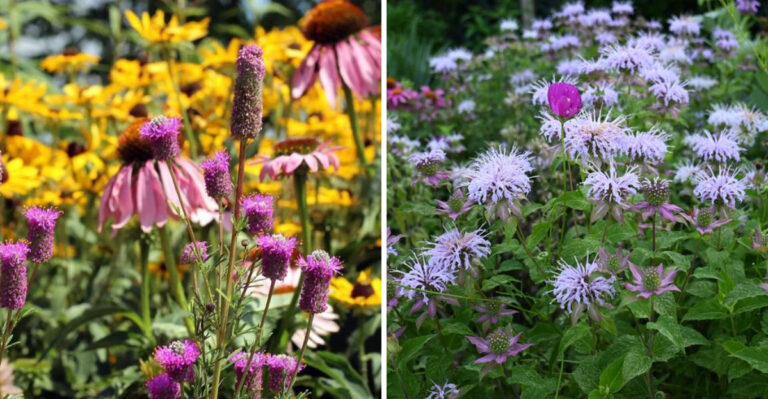 Why Native Michigan Plants Are The Smartest Choice For A Yard With A Tick Problem