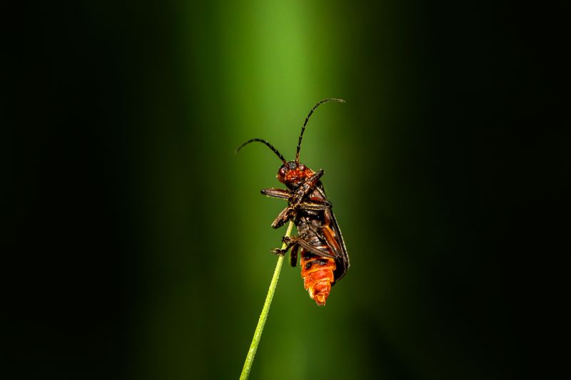 Why Nebraska Fireflies Are Rarer Than You Realize