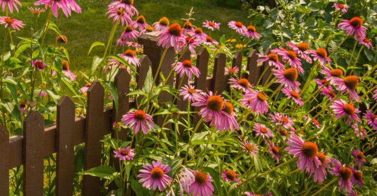 Why New York Gardeners Are Embracing The Wild Yard Trend