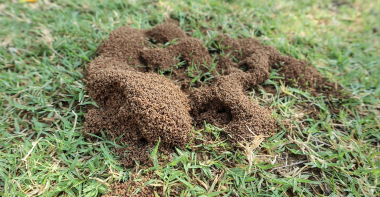 Why New York Lawns Are Struggling With Ant Hills This Summer And What Actually Helps