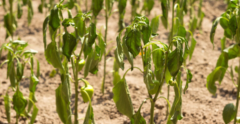 Why New York Plants Are Wilting Despite Regular Watering This Summer