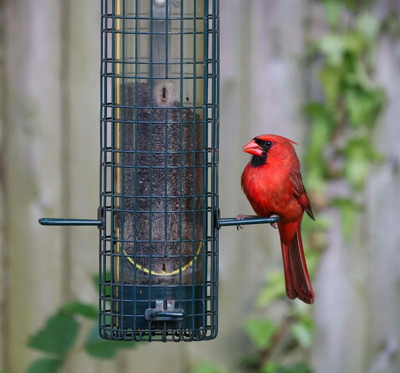 Why New York Yards Are Attracting More Cardinals Why New York Yards Are Attracting More Cardinals