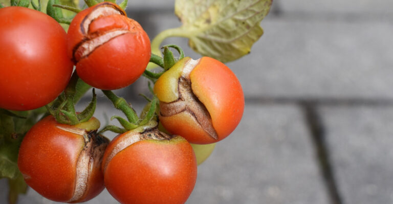 Why New York’s Summer Weather Is Splitting Your Tomatoes And How To Stop It