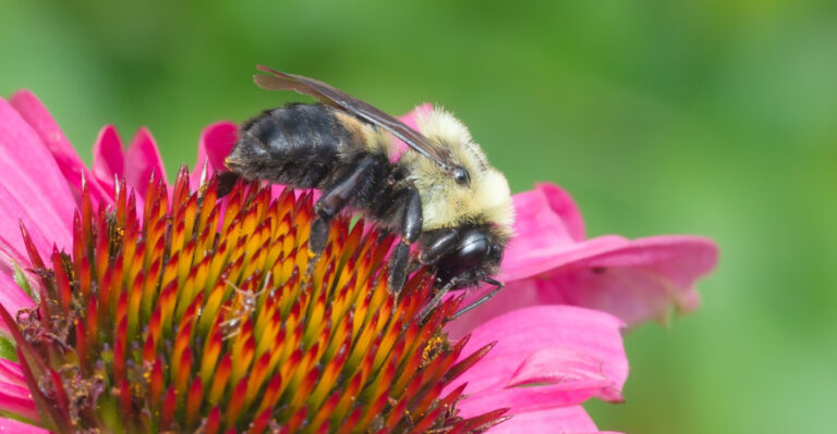 Why North Carolina Gardeners Who Grow These Flowers See More Carpenter Bee Activity Than Others