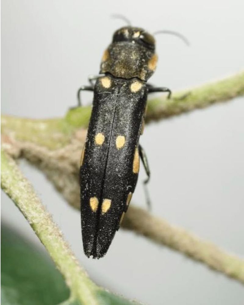 Why Oak Trees Are At Risk Why Oak Trees Are At Risk