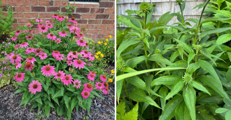 Why Ohio Coneflowers Stop Blooming After Year Two And The Simple Fix