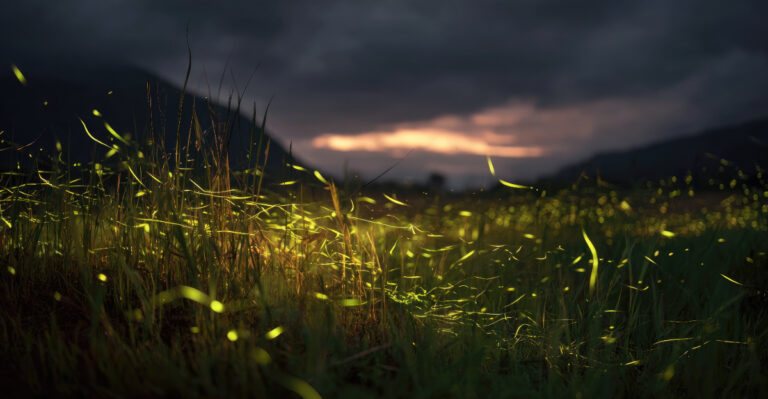 fireflies