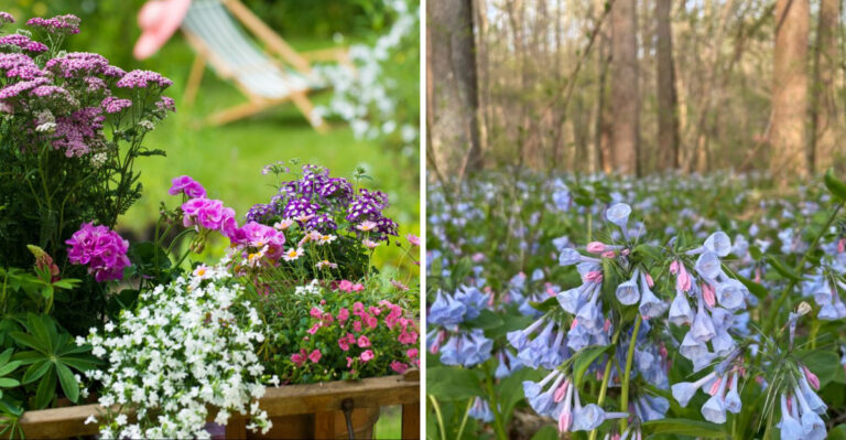 Why Ohio Gardeners Are Adding Native Plants To Containers Instead Of Annuals