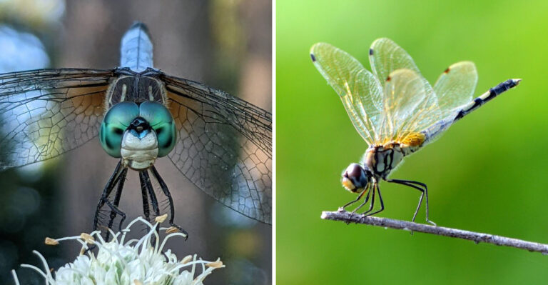 Why Ohio Gardeners Have Been Noticing Dragonflies In Gardens (And The Old Midwestern Explanation For That)