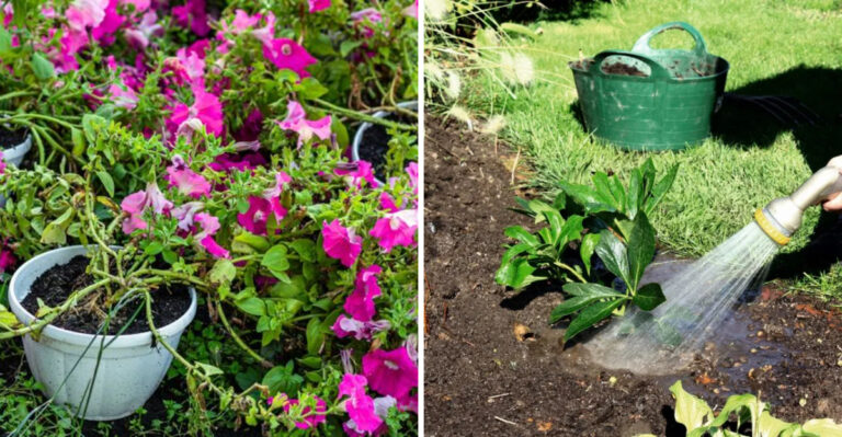 leggy petunias and plant deep watering