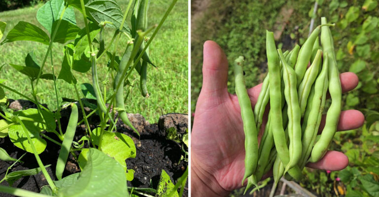 Why Ohio Green Beans Produce More When You Stop Watering Them So Often