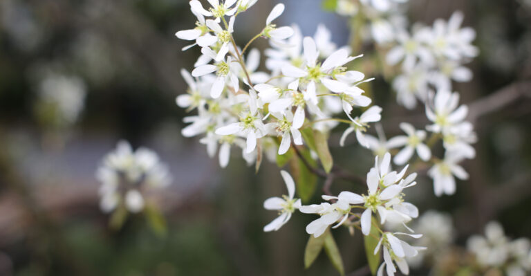 serviceberry