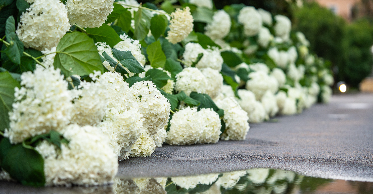 Image Credit: © DimaBerlin / Shutterstock